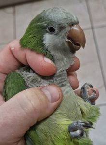 Калита Монахи малыши