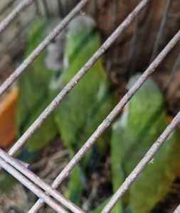 Попугайчики калита монахи