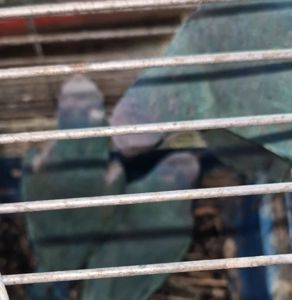 Попугайчики калита монахи