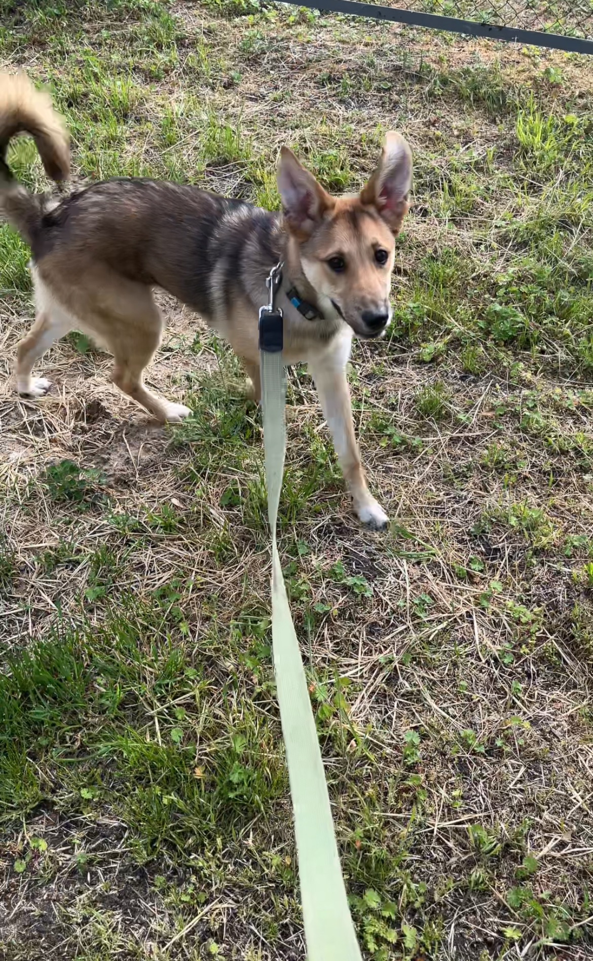 Отдам в хорошие руки собаку