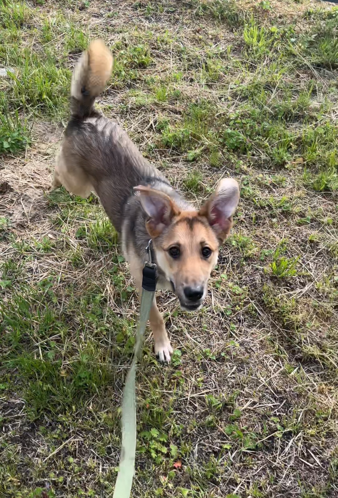 Отдам в хорошие руки собаку