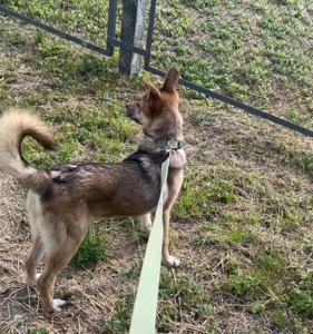 Отдам в хорошие руки собаку