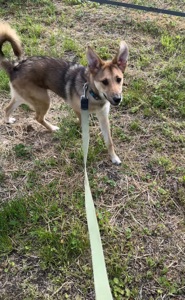 Отдам в хорошие руки собаку