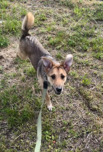 Отдам в хорошие руки собаку