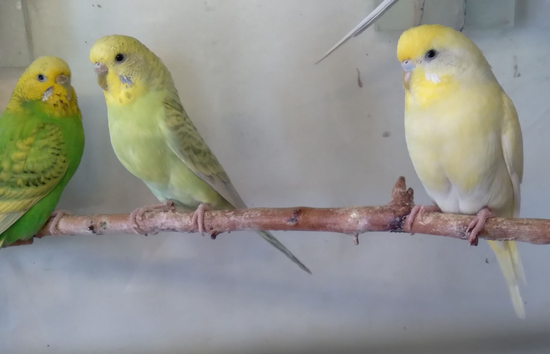 Волнистые попугаи девочки ОПТ