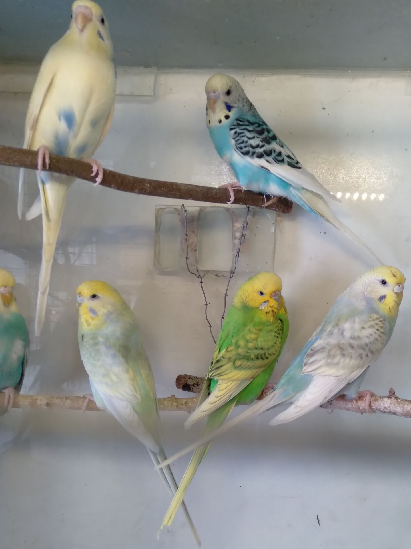 Волнистые попугаи девочки ОПТ