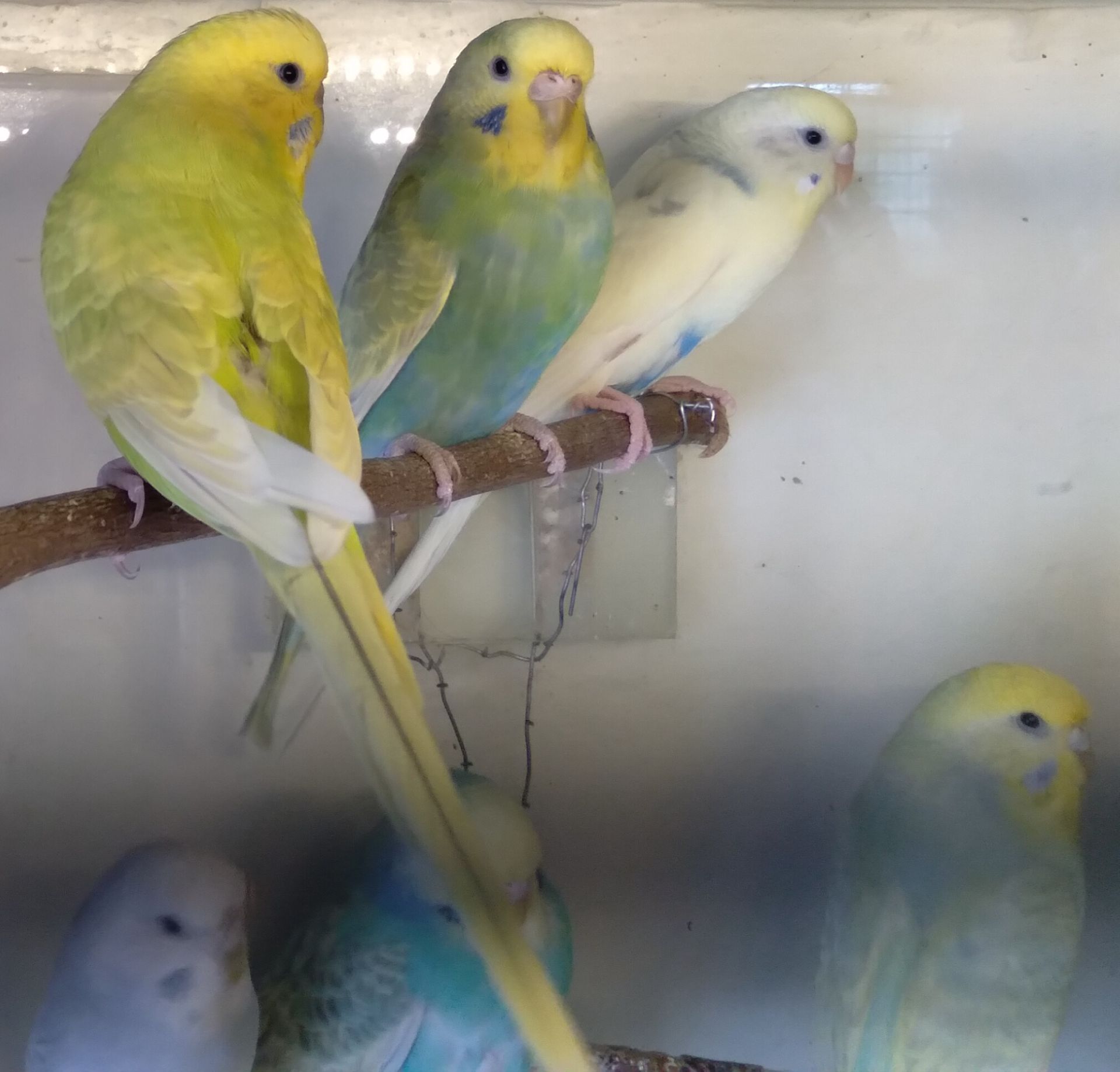 Волнистые попугаи девочки ОПТ