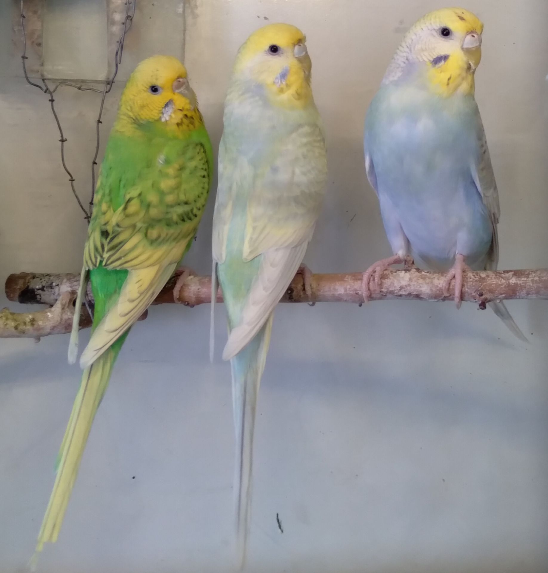 Волнистые попугаи девочки ОПТ