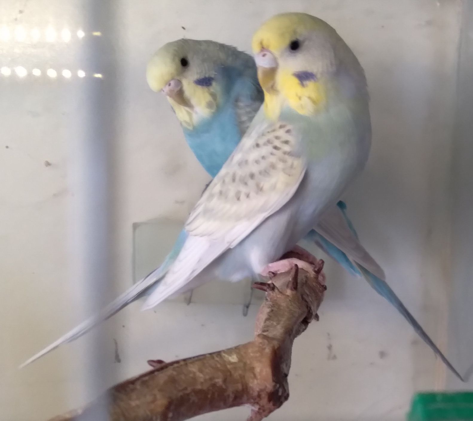 Волнистые попугаи девочки ОПТ