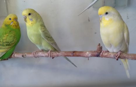 Волнистые попугаи девочки ОПТ