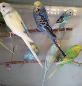 Волнистые попугаи девочки ОПТ