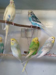 Волнистые попугаи девочки ОПТ