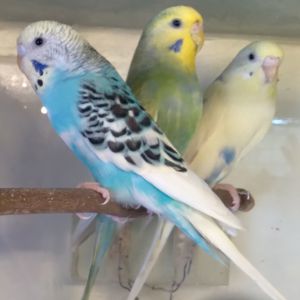 Волнистые попугаи девочки ОПТ