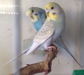 Волнистые попугаи девочки ОПТ