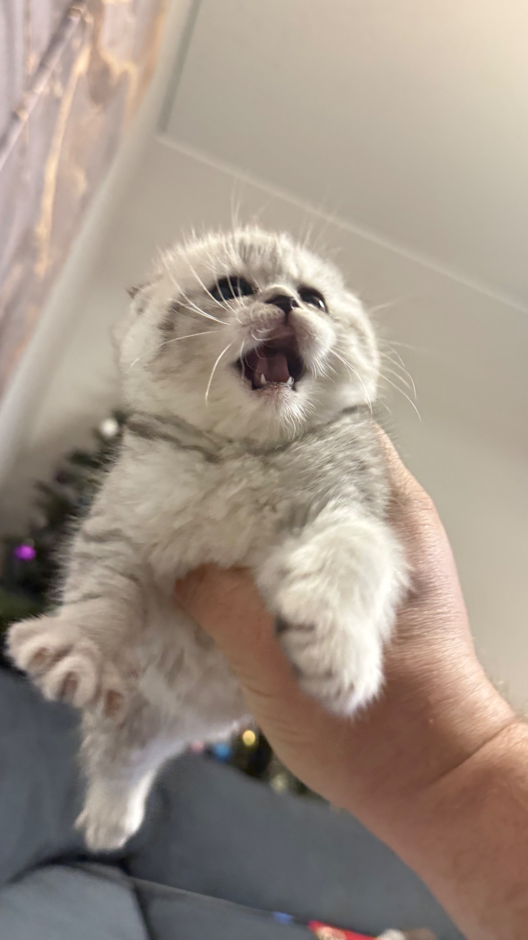 Шотландська висловуха кішечка