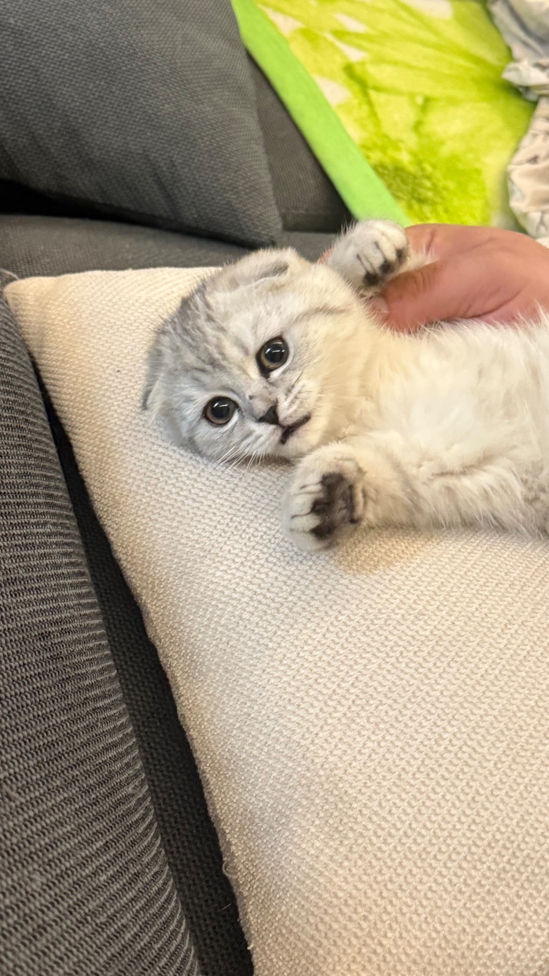 Шотландська висловуха кішечка