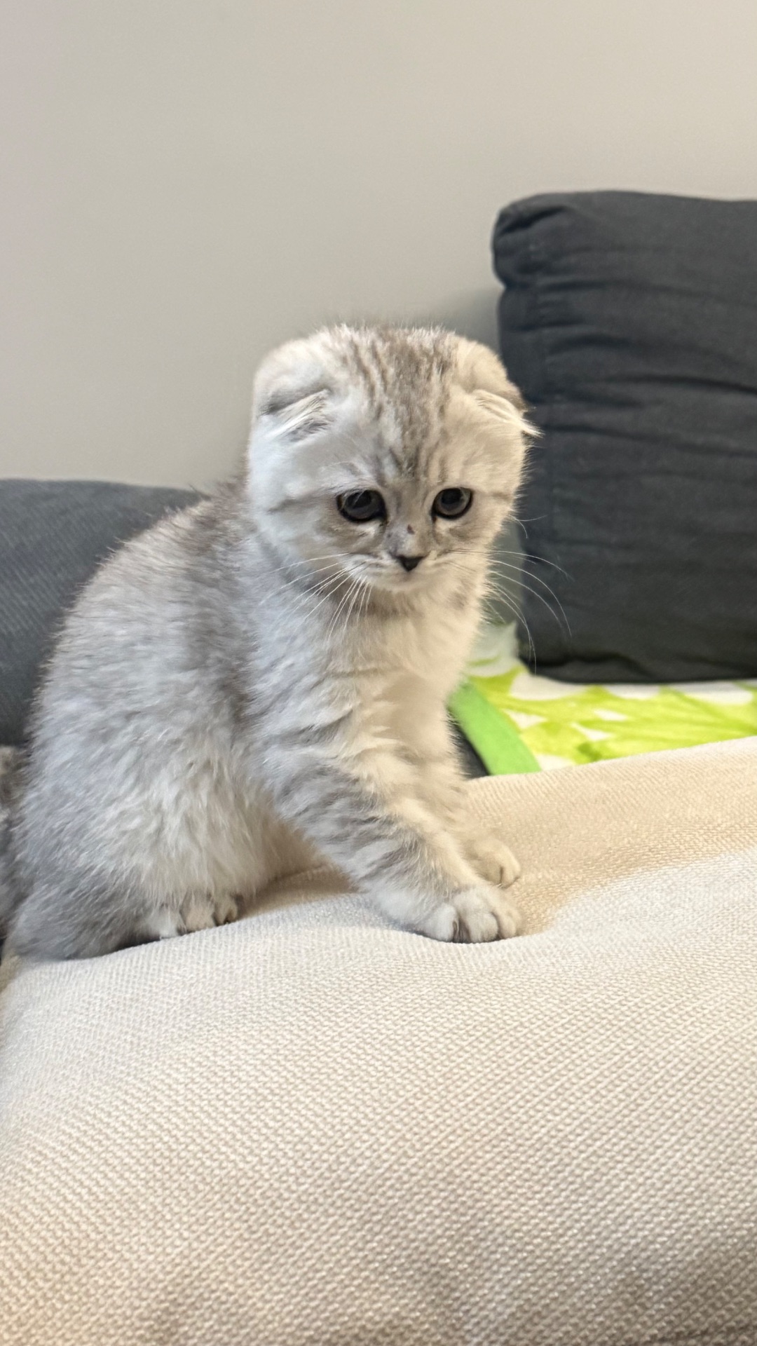 Шотландська висловуха кішечка