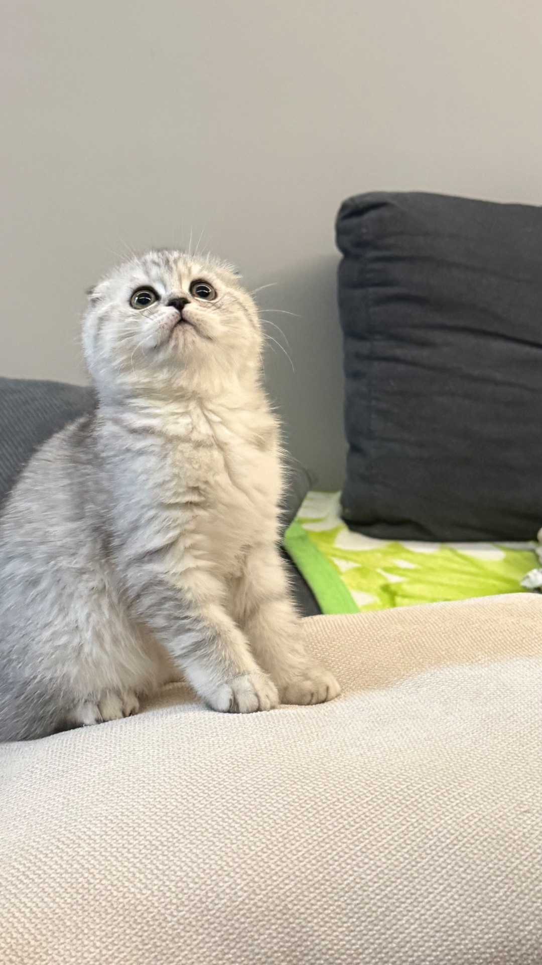 Шотландська висловуха кішечка