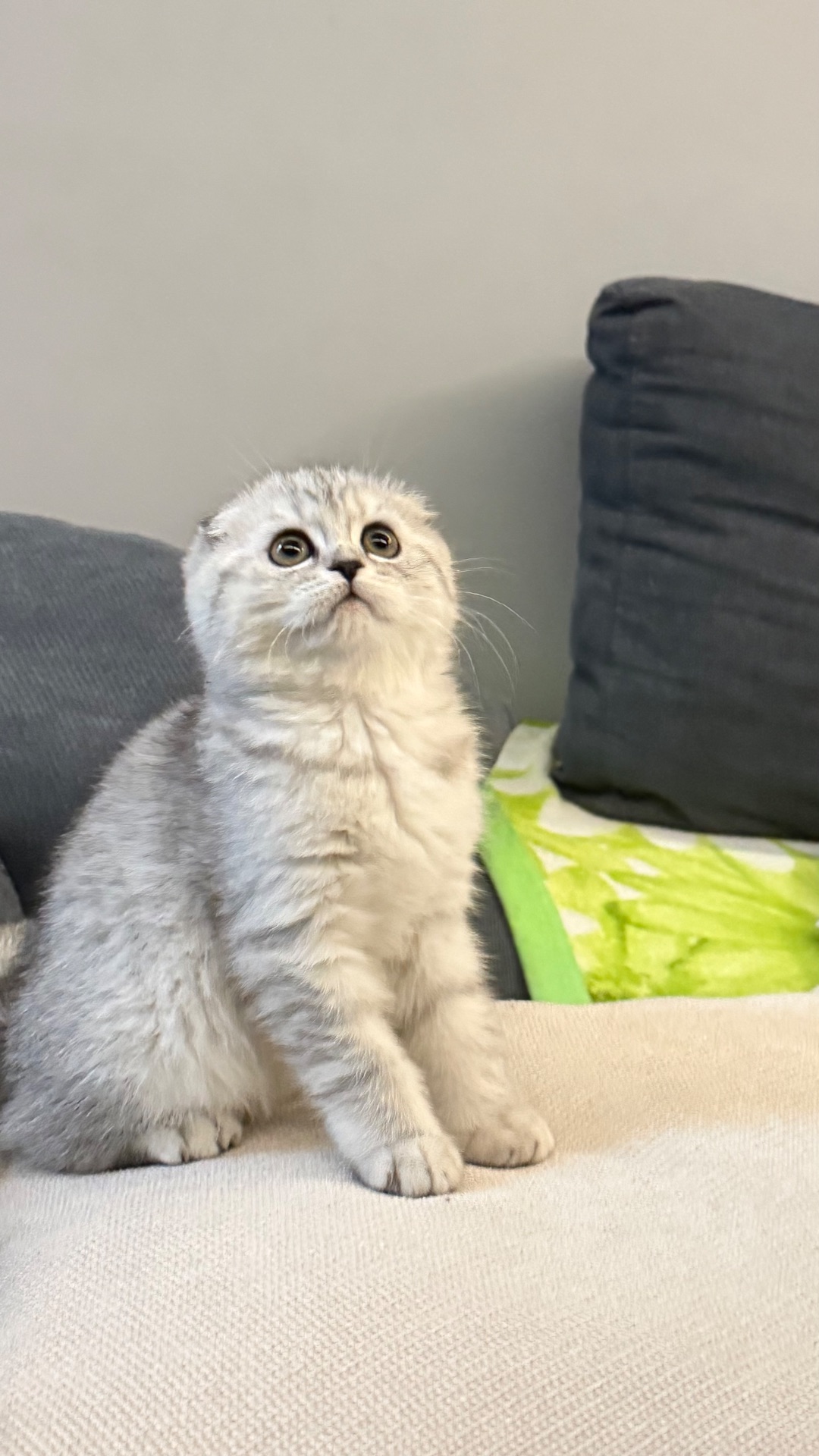 Шотландська висловуха кішечка