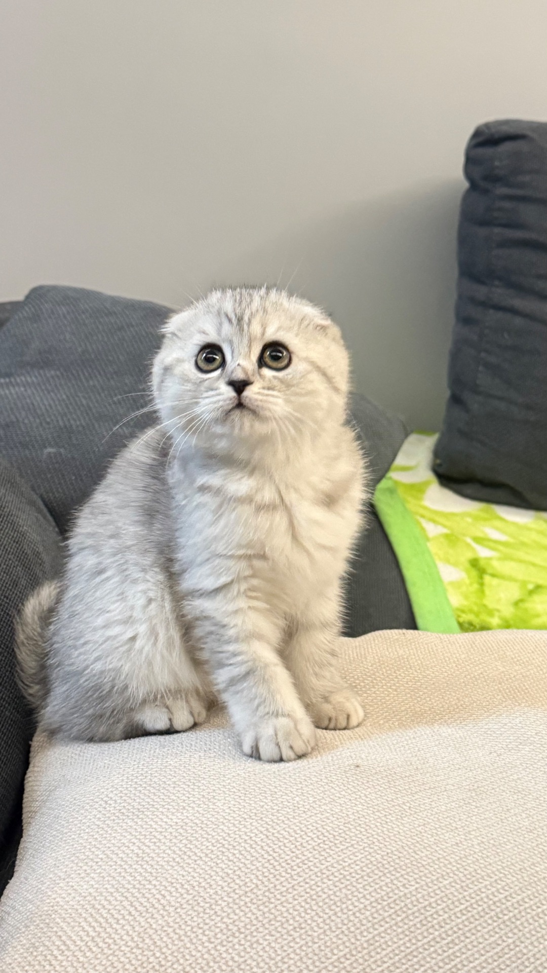 Шотландська висловуха кішечка