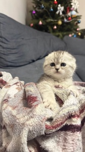 Шотландська висловуха кішечка