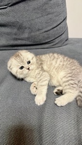 Шотландська висловуха кішечка