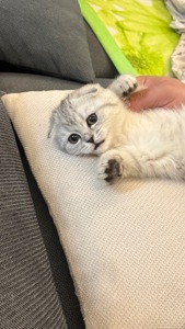 Шотландська висловуха кішечка