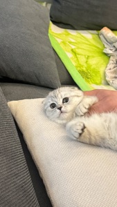 Шотландська висловуха кішечка