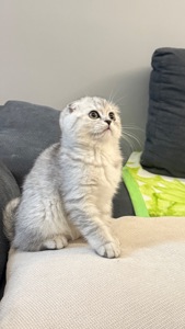 Шотландська висловуха кішечка