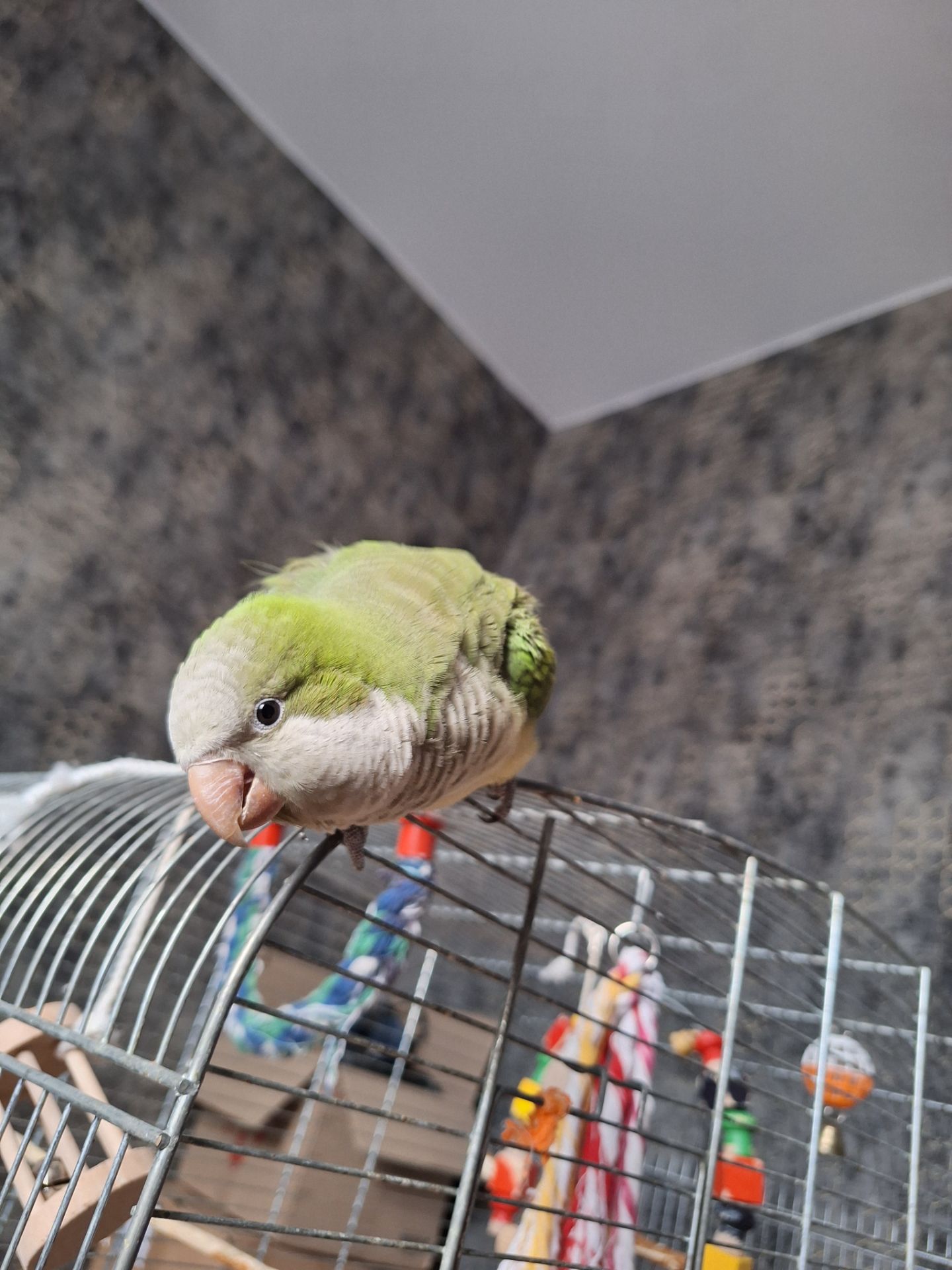 Продам молодого ручного каліту монах