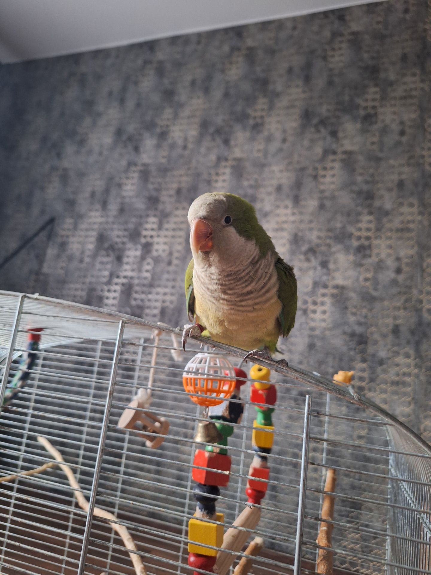 Продам молодого ручного каліту монах