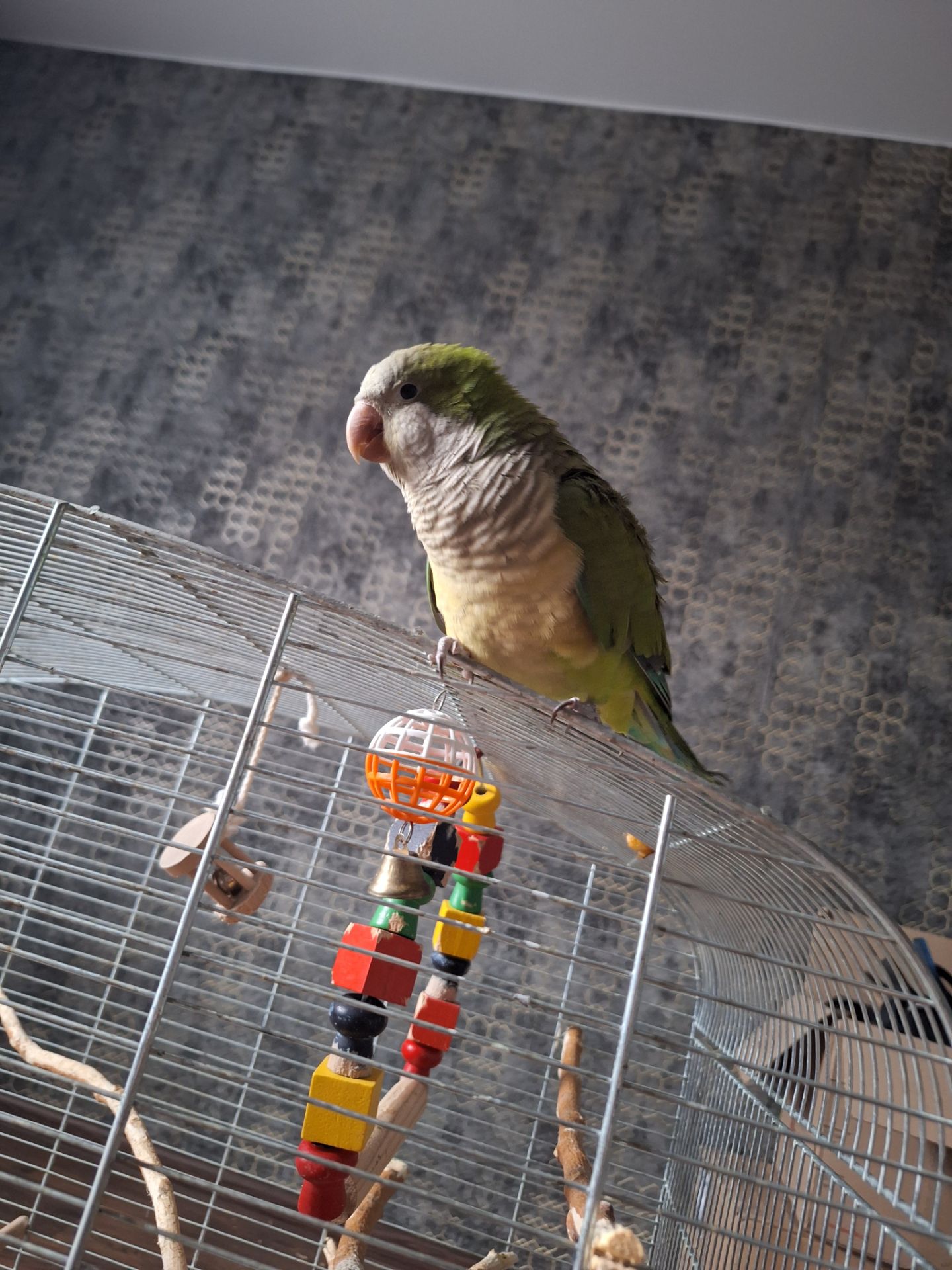 Продам молодого ручного каліту монах