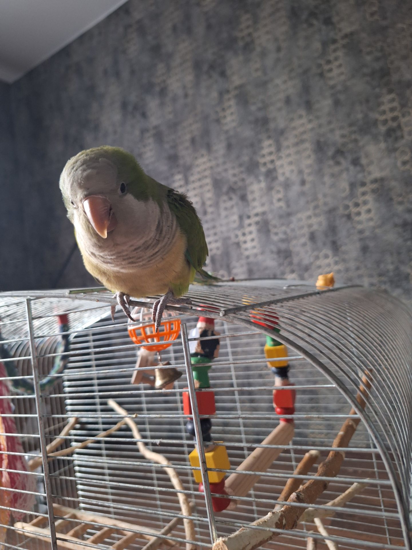 Продам молодого ручного каліту монах