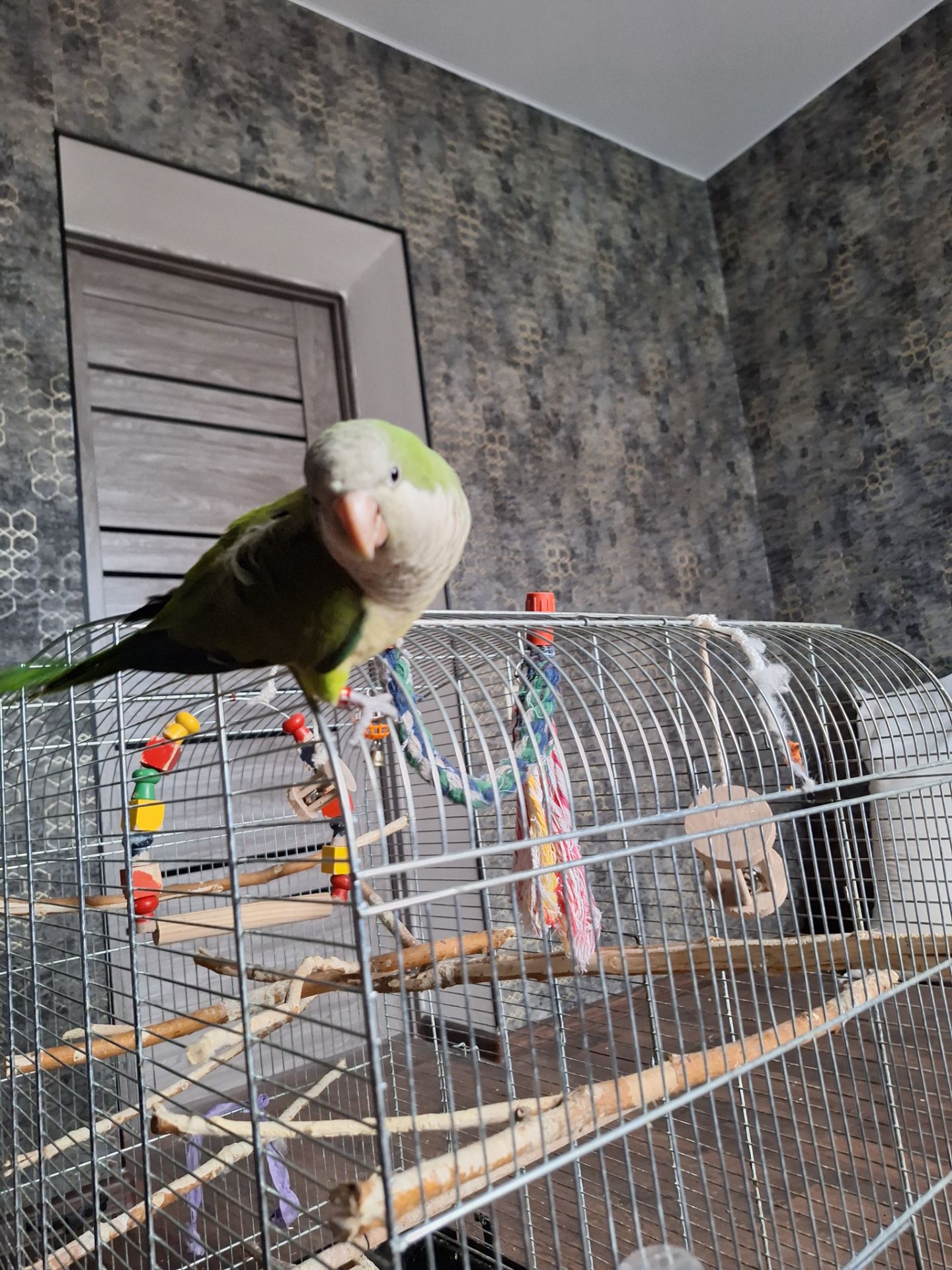 Продам молодого ручного каліту монах