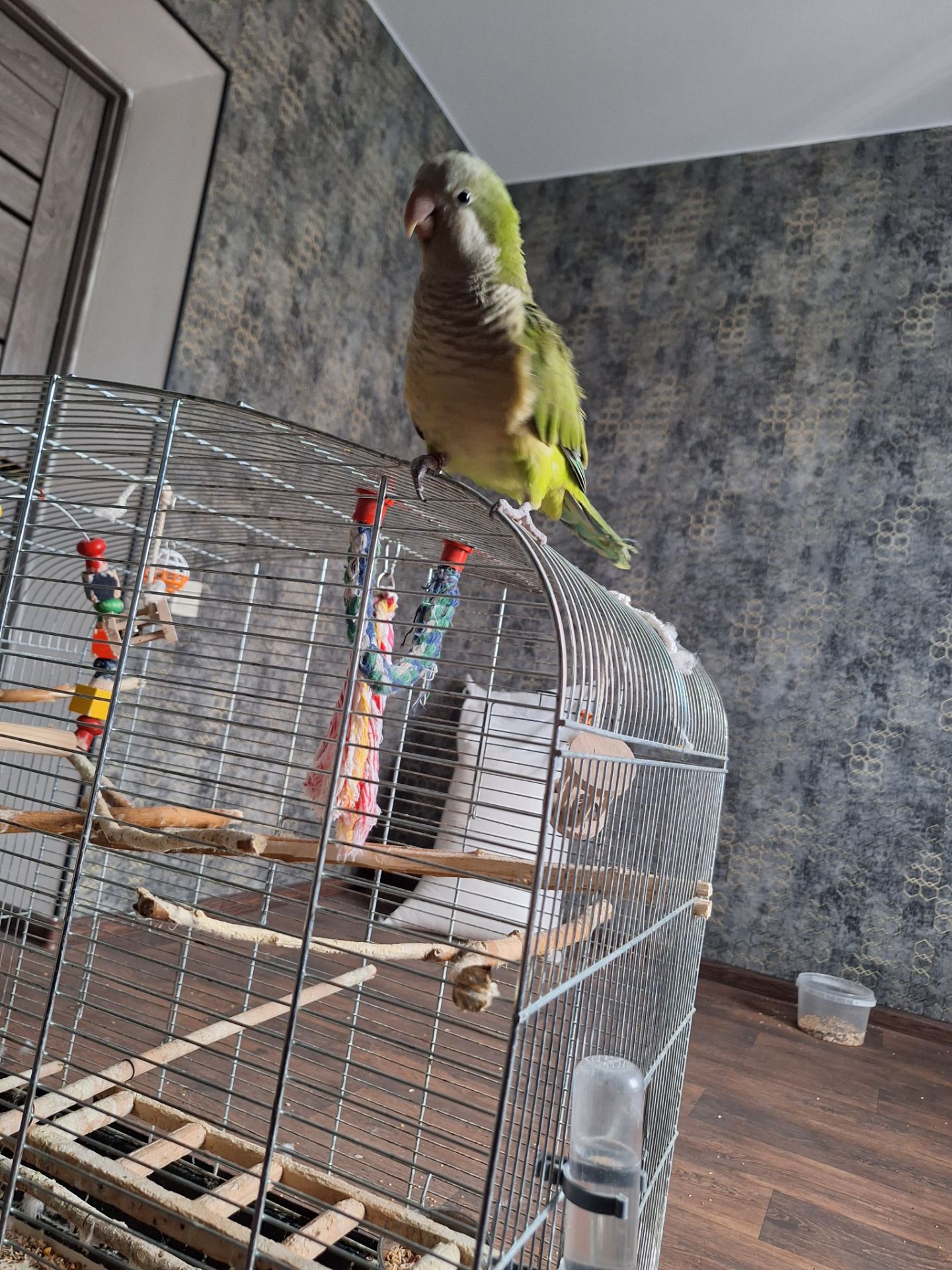 Продам молодого ручного каліту монах