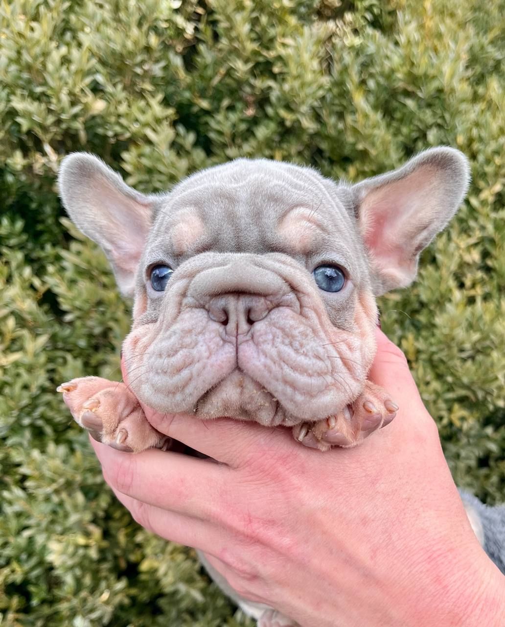 Французский бульдог хлопчик Біг роп