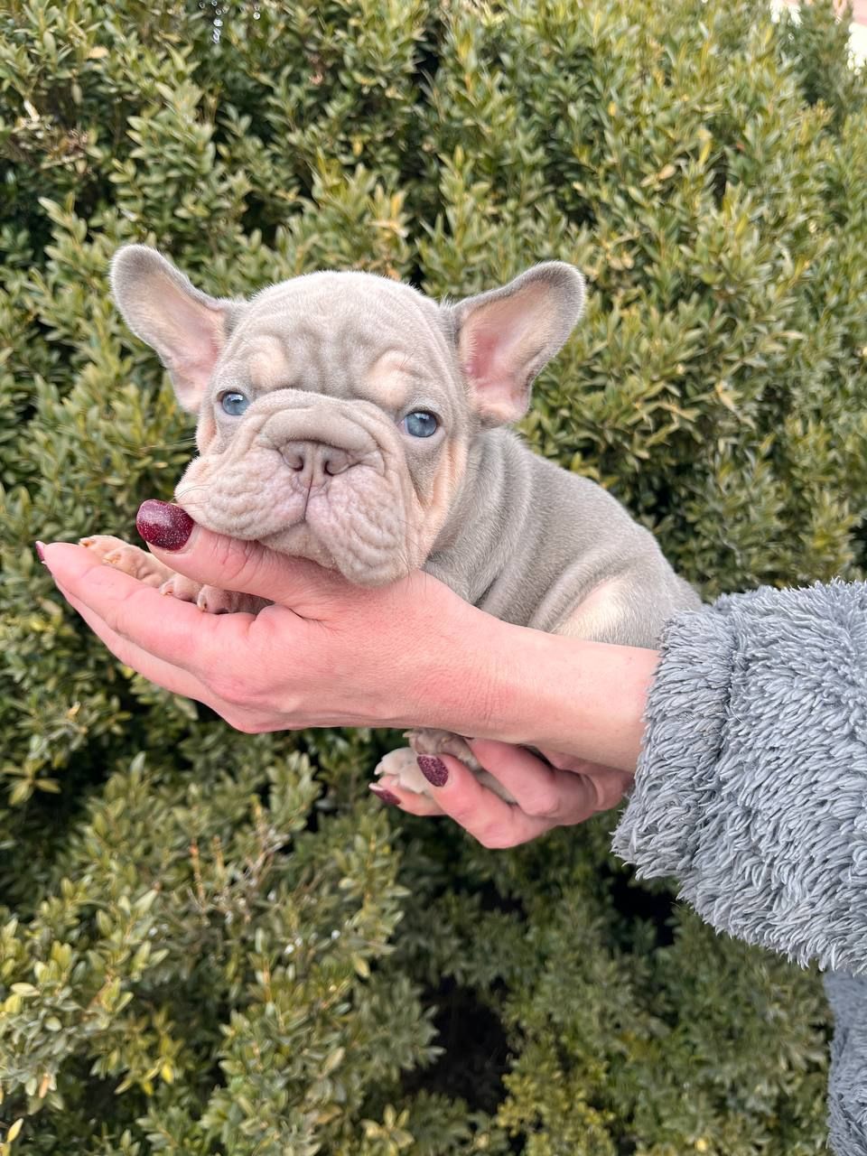 Французский бульдог хлопчик Біг роп