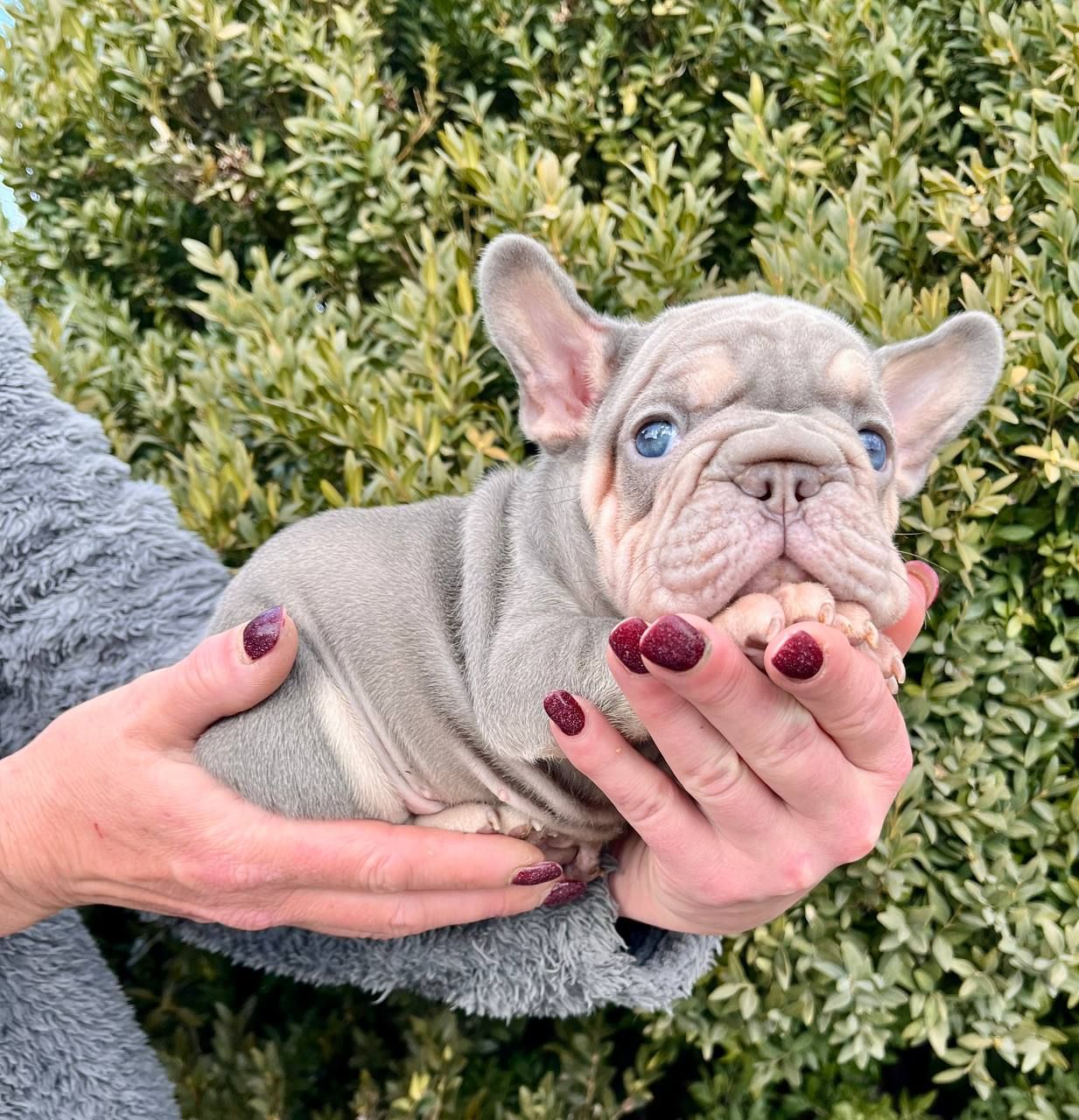 Французский бульдог хлопчик Біг роп