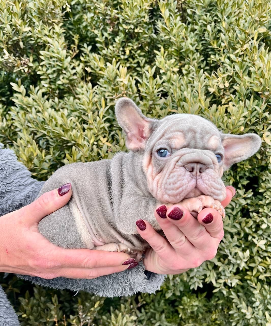 Французский бульдог хлопчик Біг роп