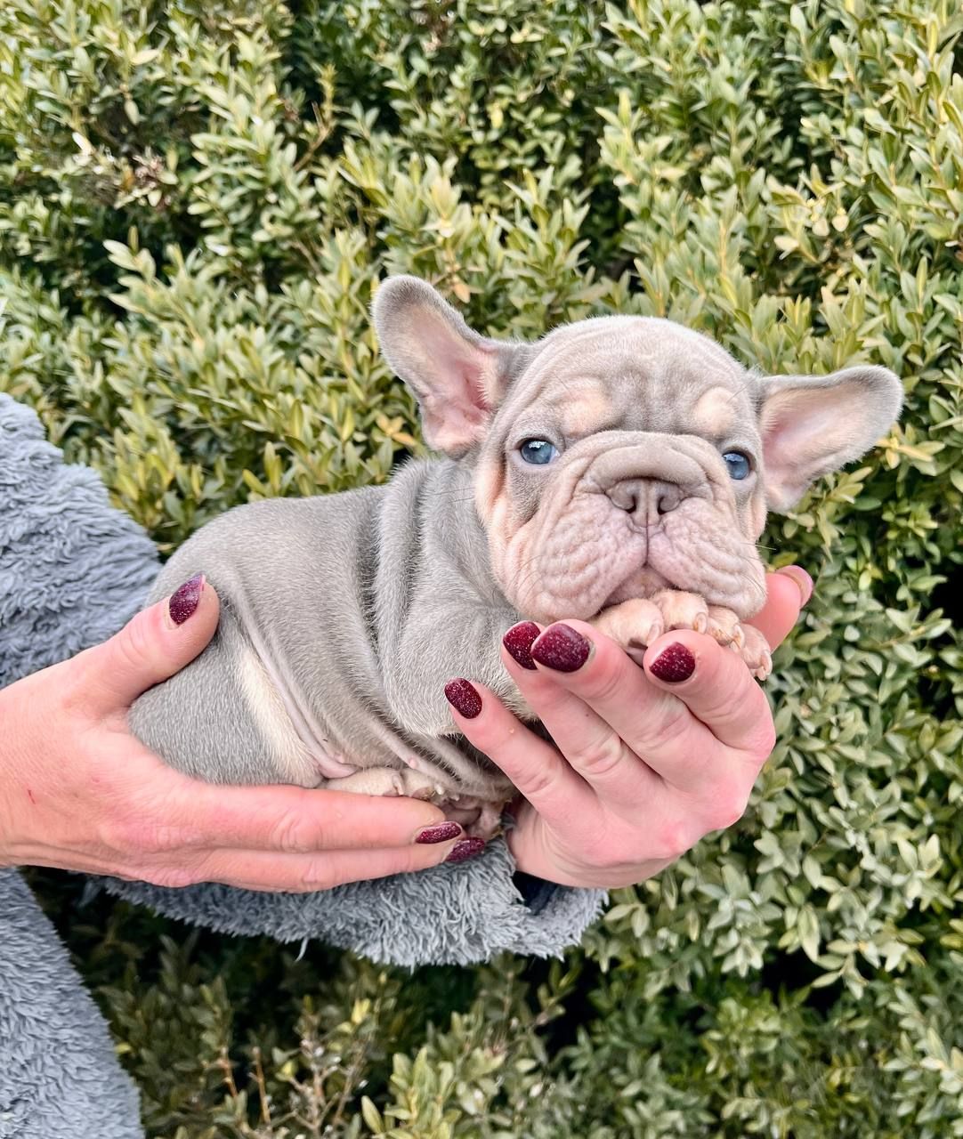 Французский бульдог хлопчик Біг роп