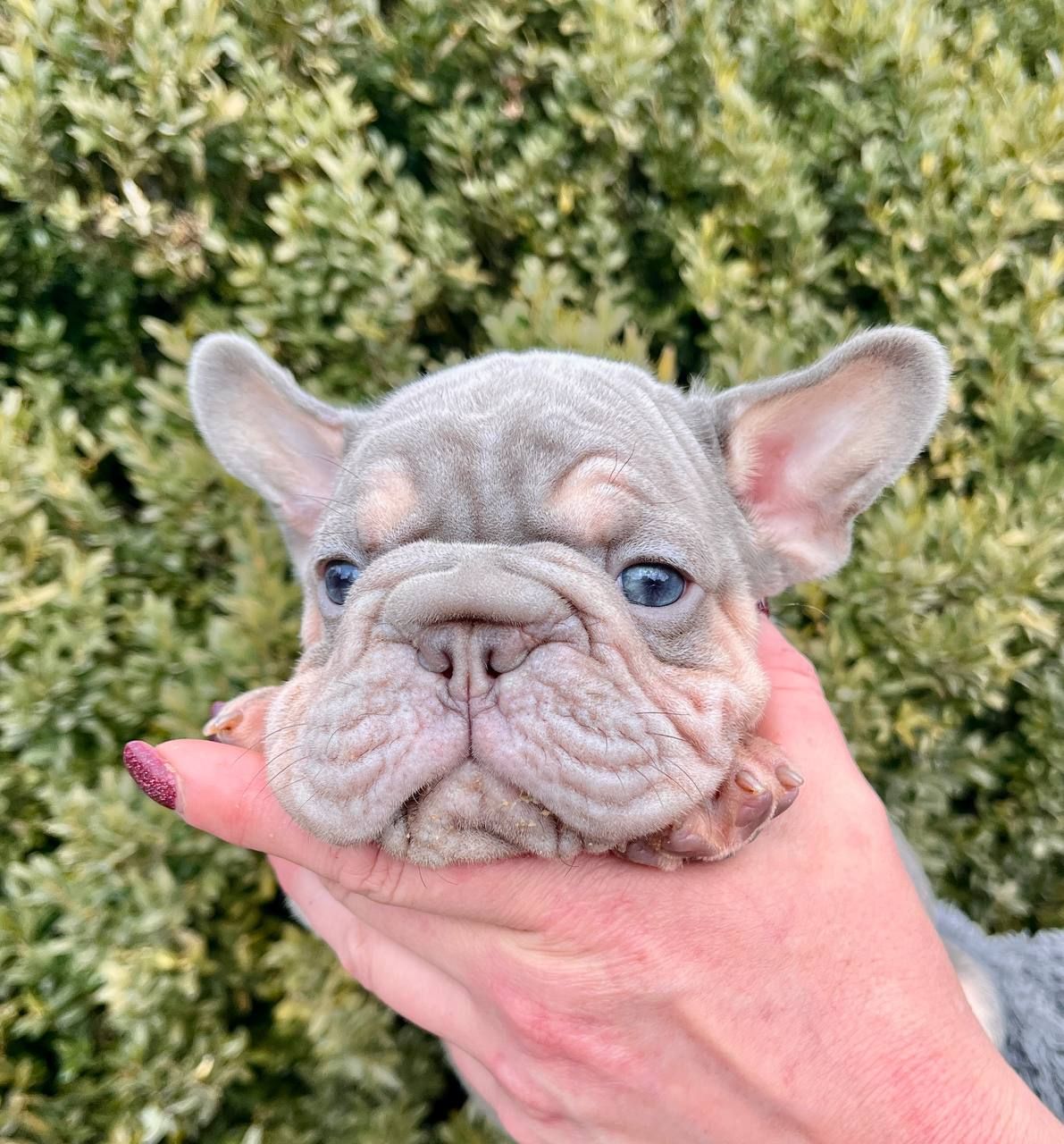 Французский бульдог хлопчик Біг роп