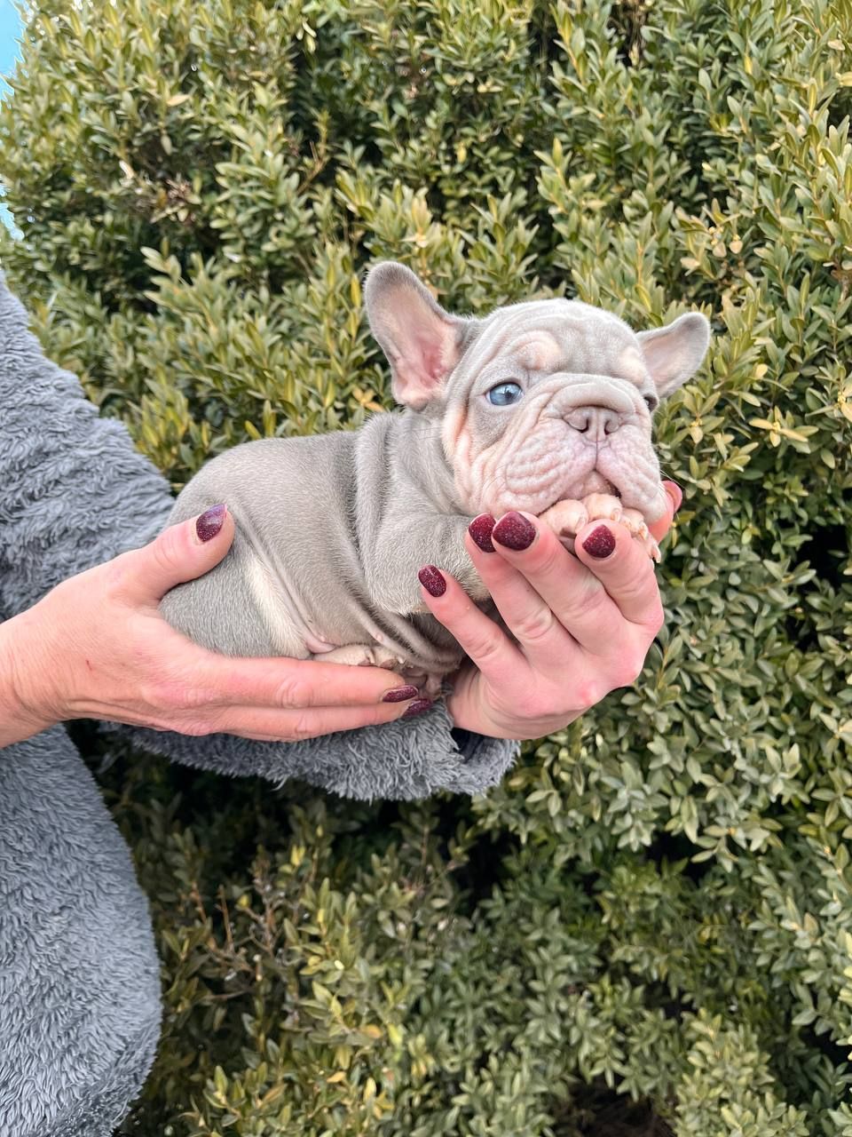 Французский бульдог хлопчик Біг роп