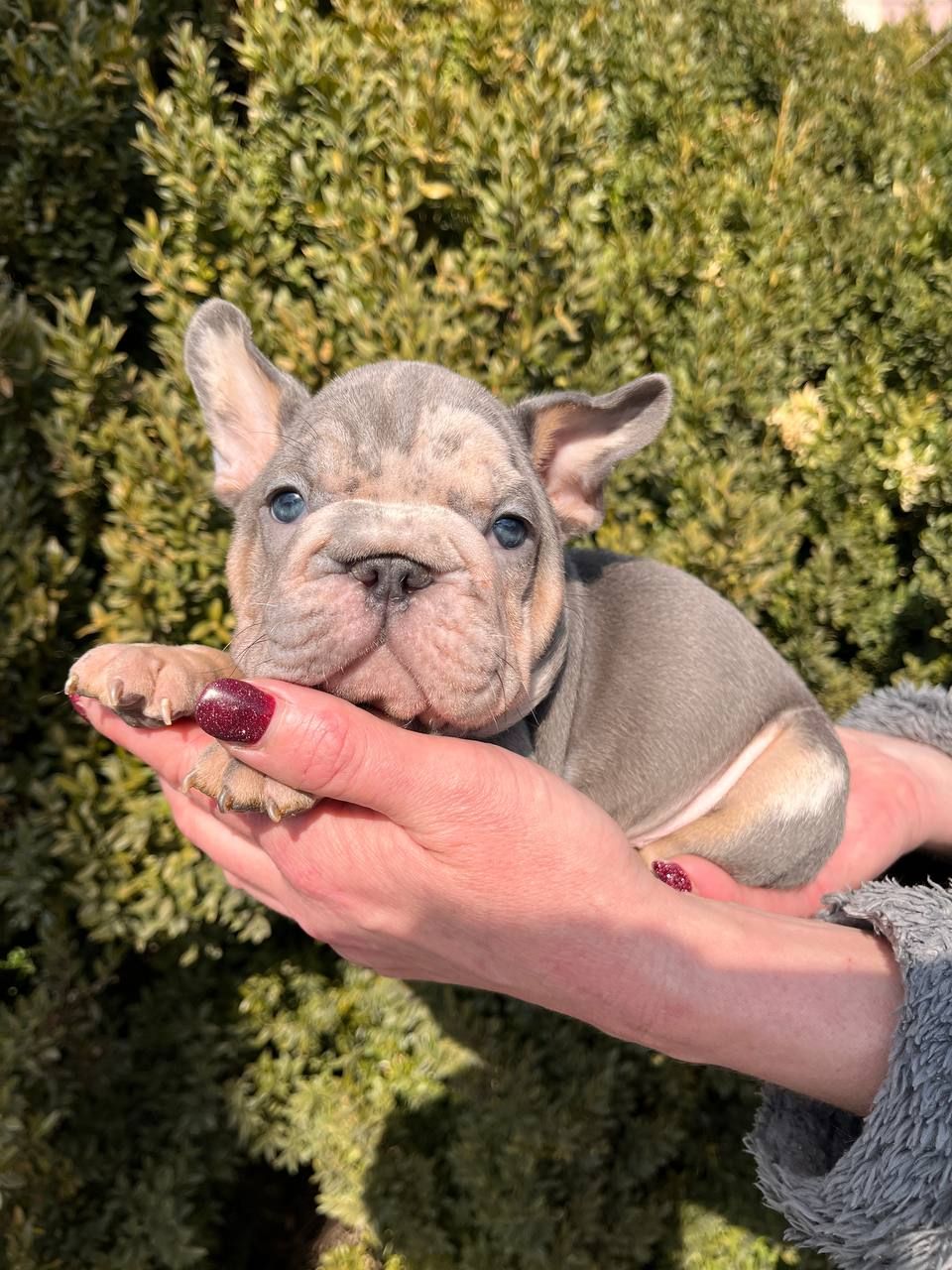 Французский бульдог хлопчик мерле Біг Роп