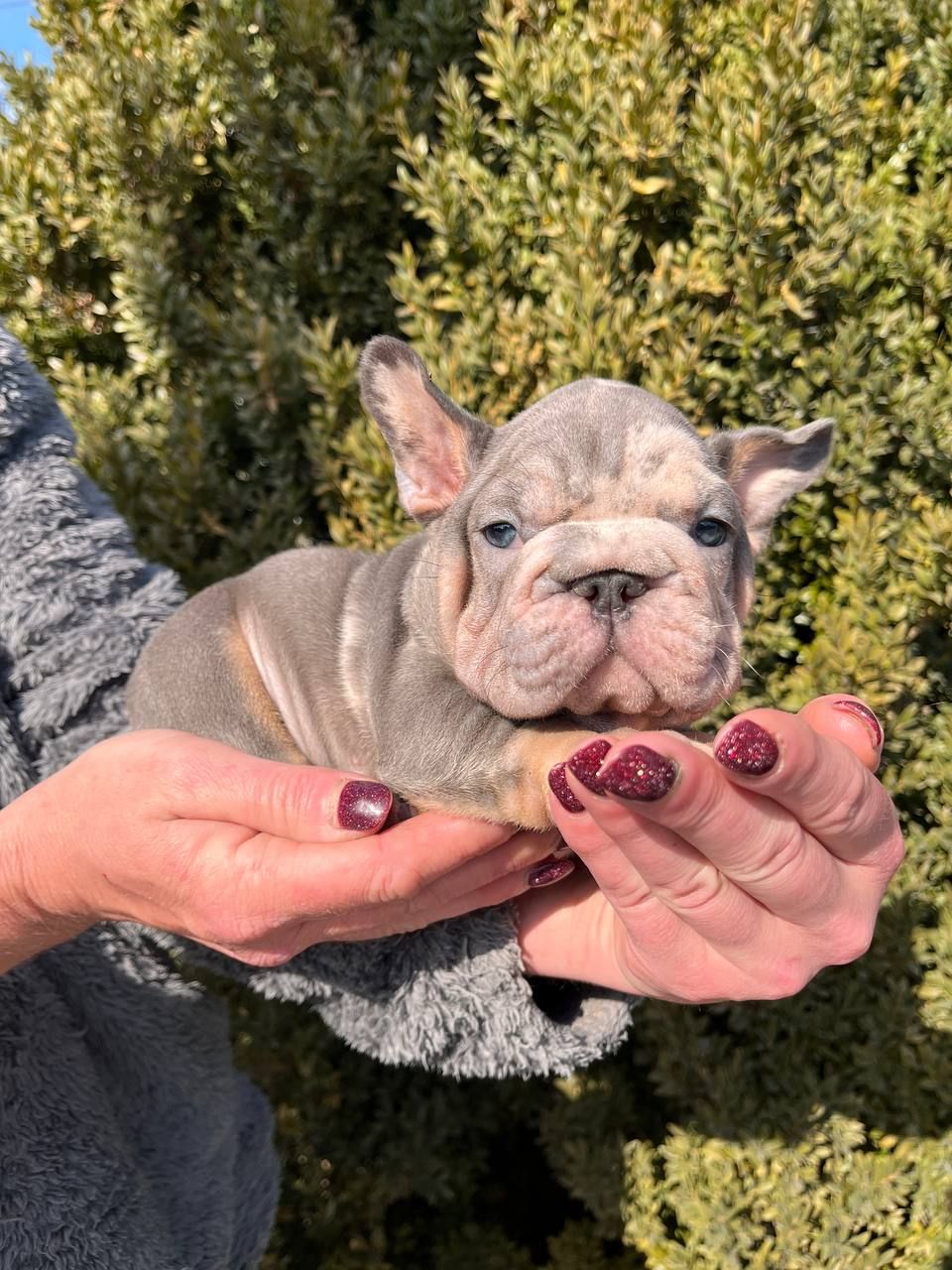 Французский бульдог хлопчик мерле Біг Роп