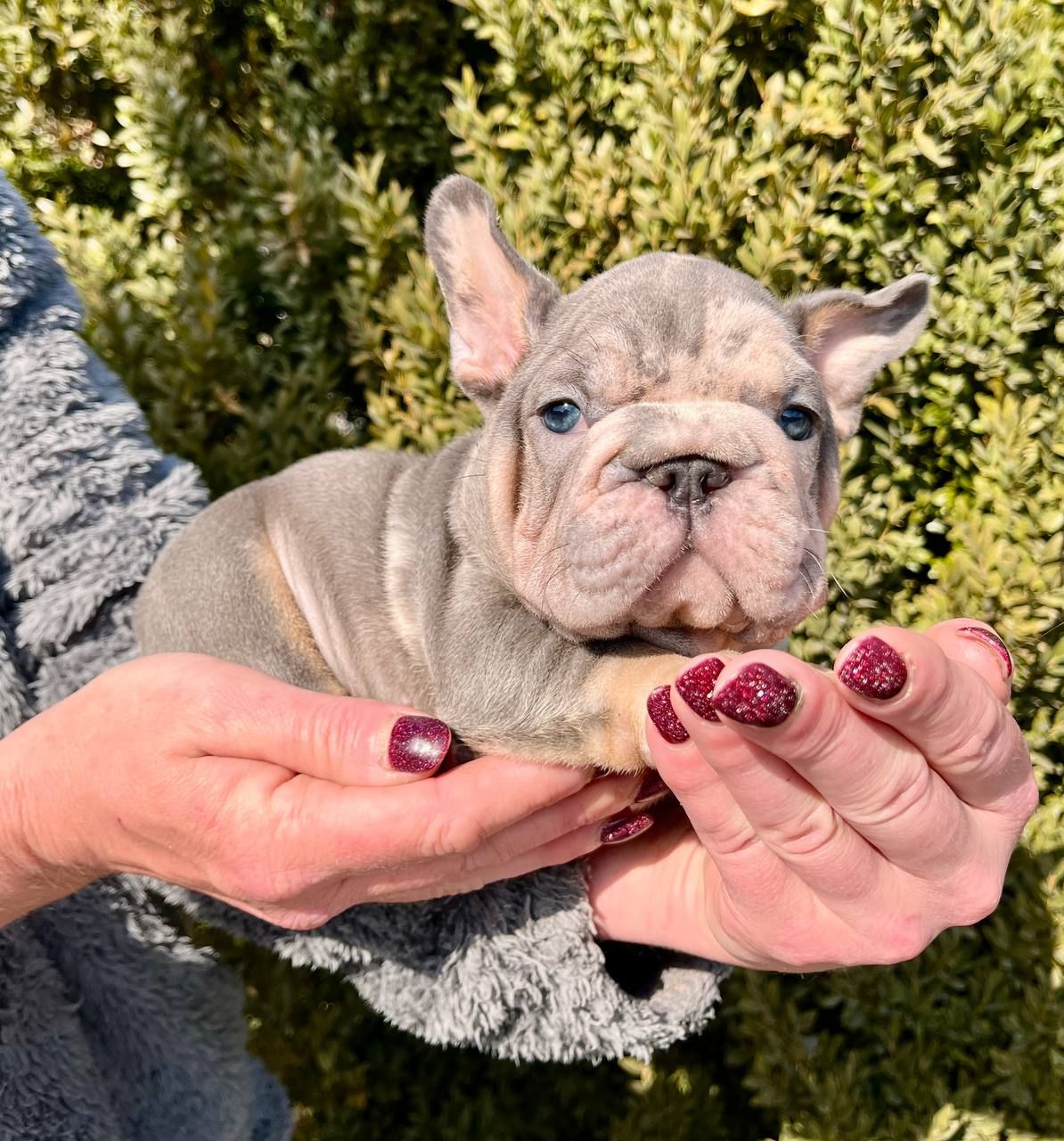 Французский бульдог хлопчик мерле Біг Роп