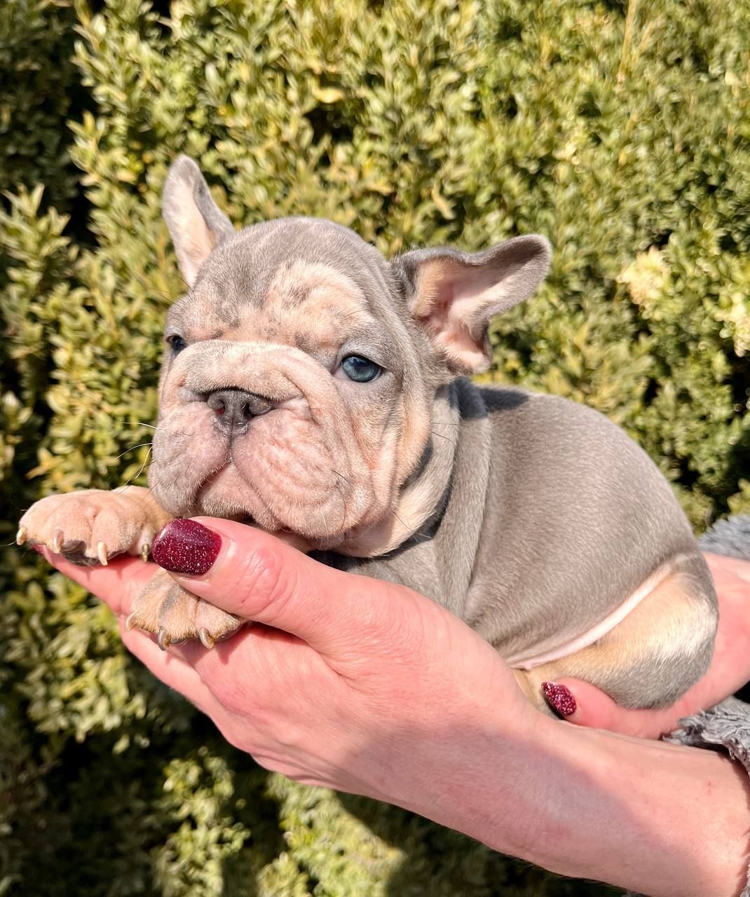 Французский бульдог хлопчик мерле Біг Роп