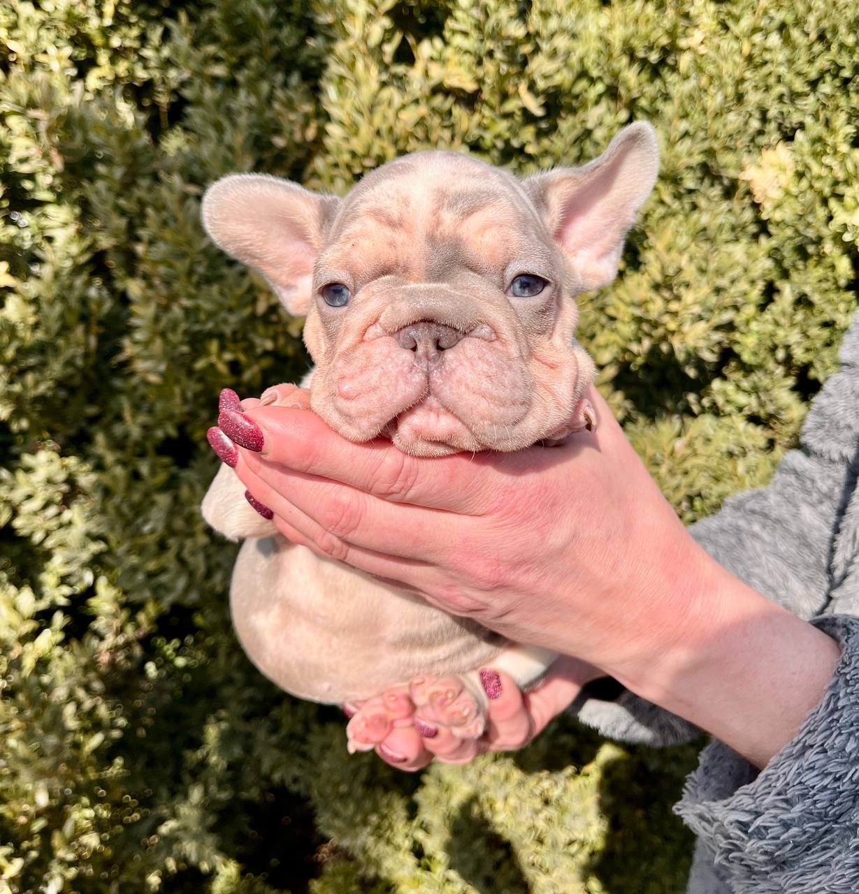 Французский бульдог Хлопчик Біг Роп