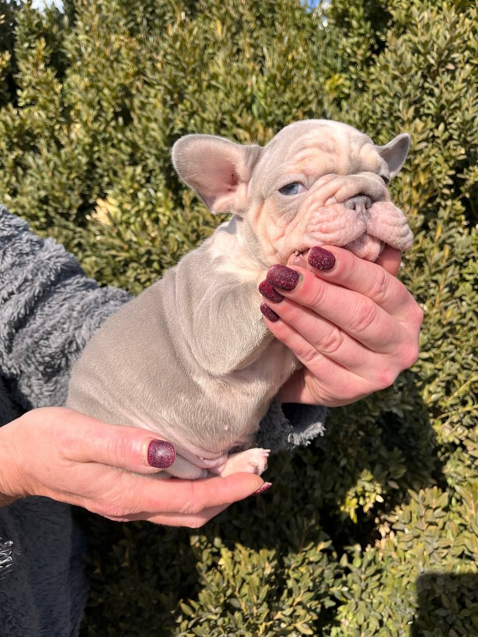 Французский бульдог Хлопчик Біг Роп