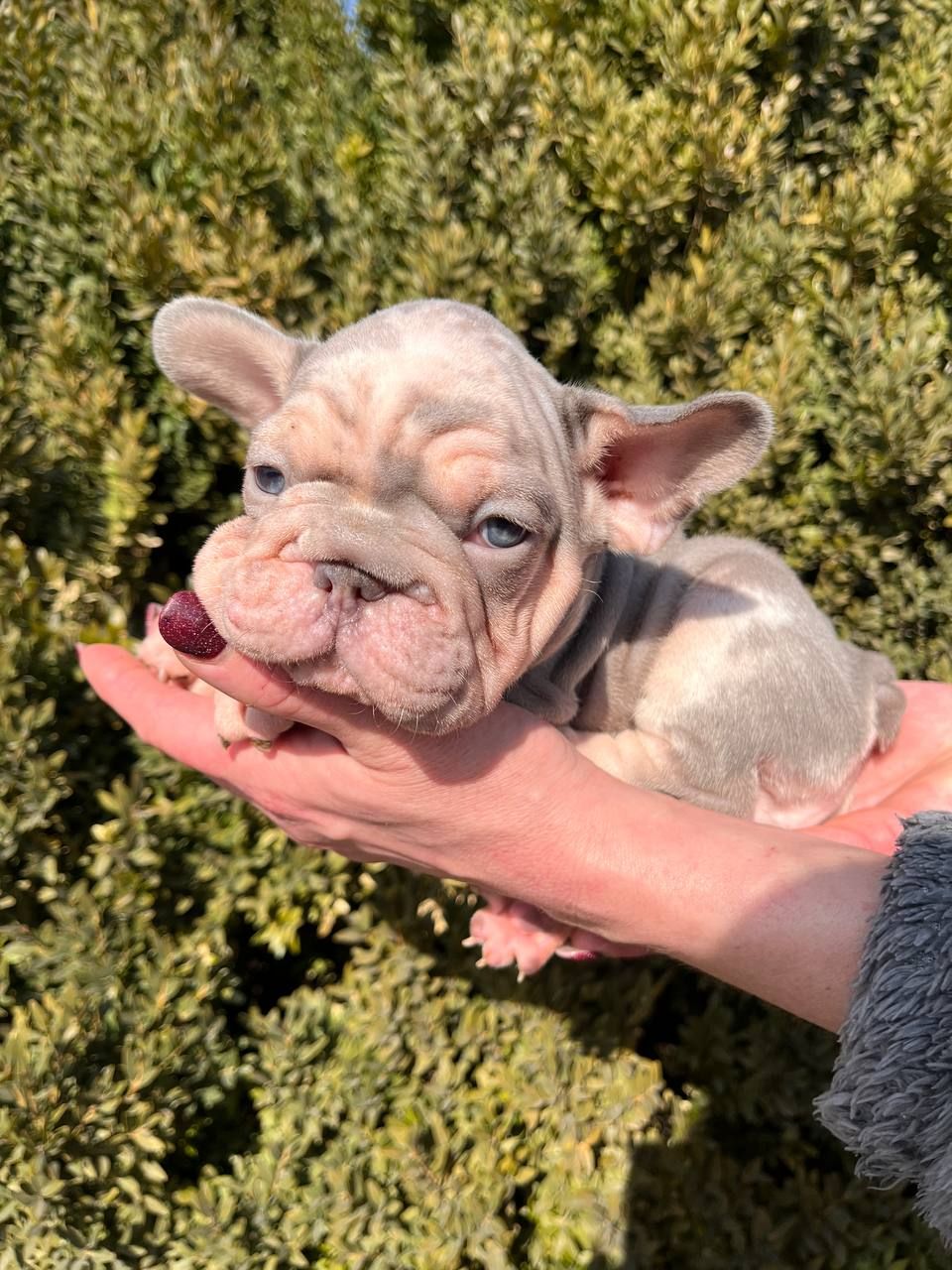 Французский бульдог Хлопчик Біг Роп