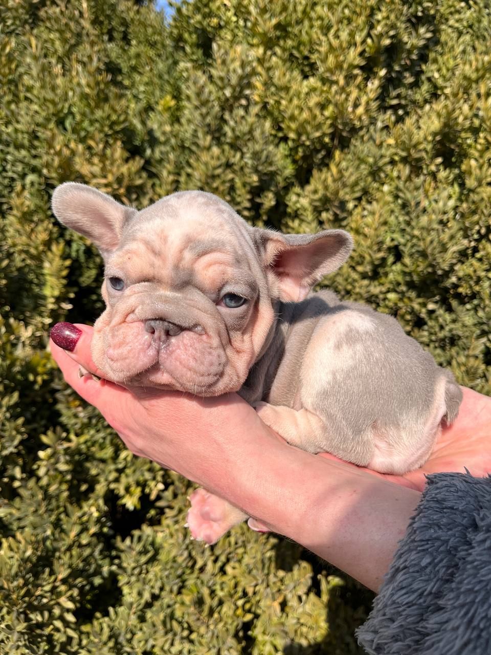 Французский бульдог Хлопчик Біг Роп